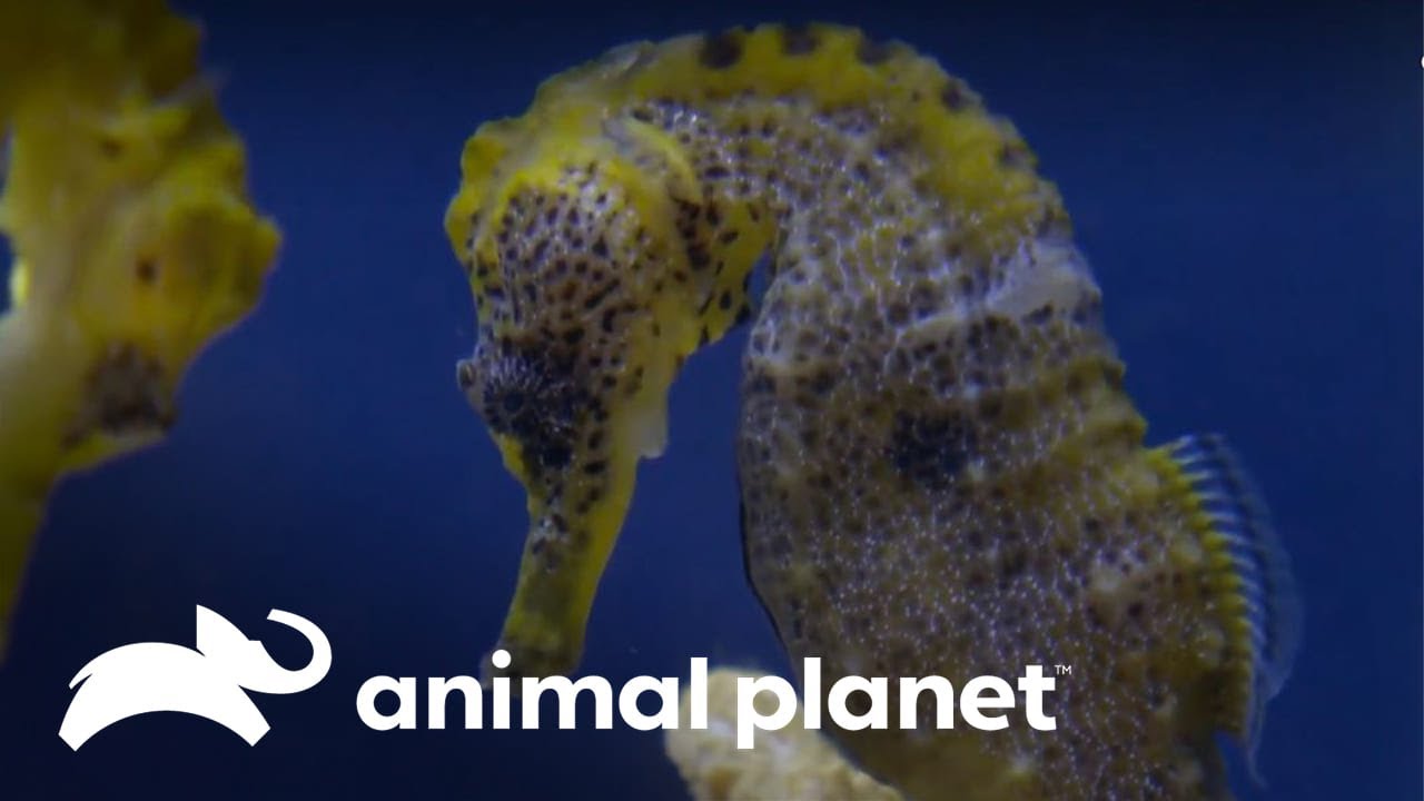 La particularidad indestructible de los Caballos de mar | Los Secretos del Mundo Animal