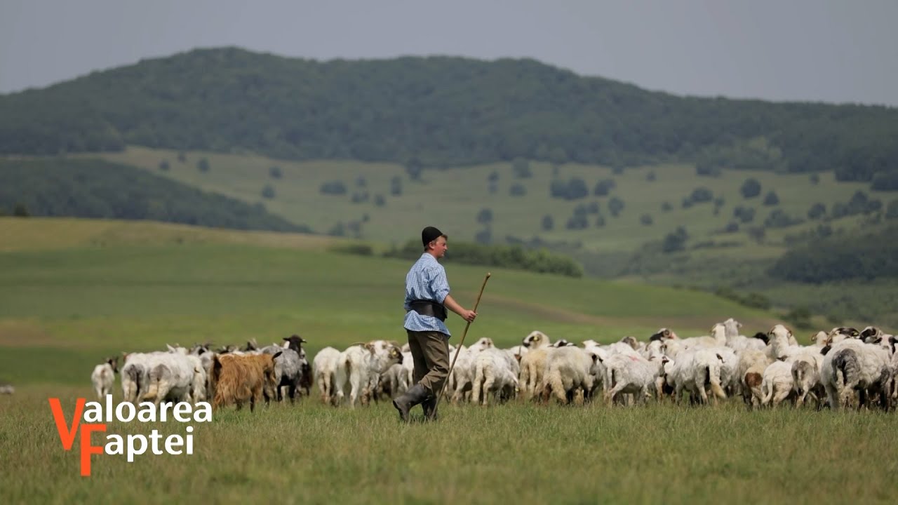Ionuț Lazăr - cel mai iubit cioban, cu Iosif pe coclauri
