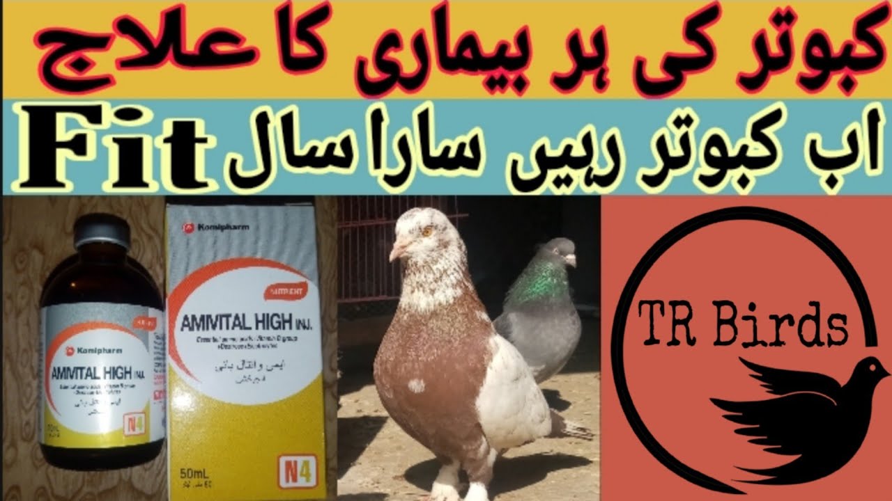Amivital High Review | Kbutar ki har bimari ka ilaj
