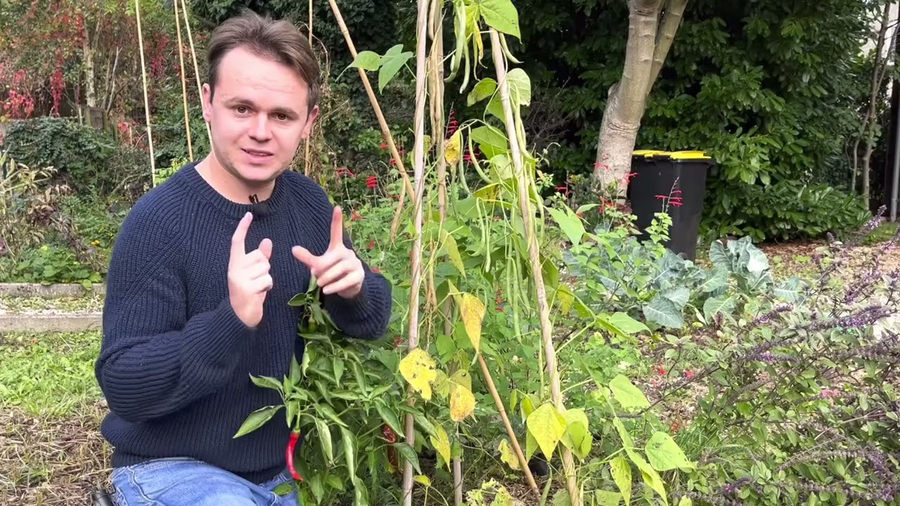 Comment récolter les graines de haricots?
