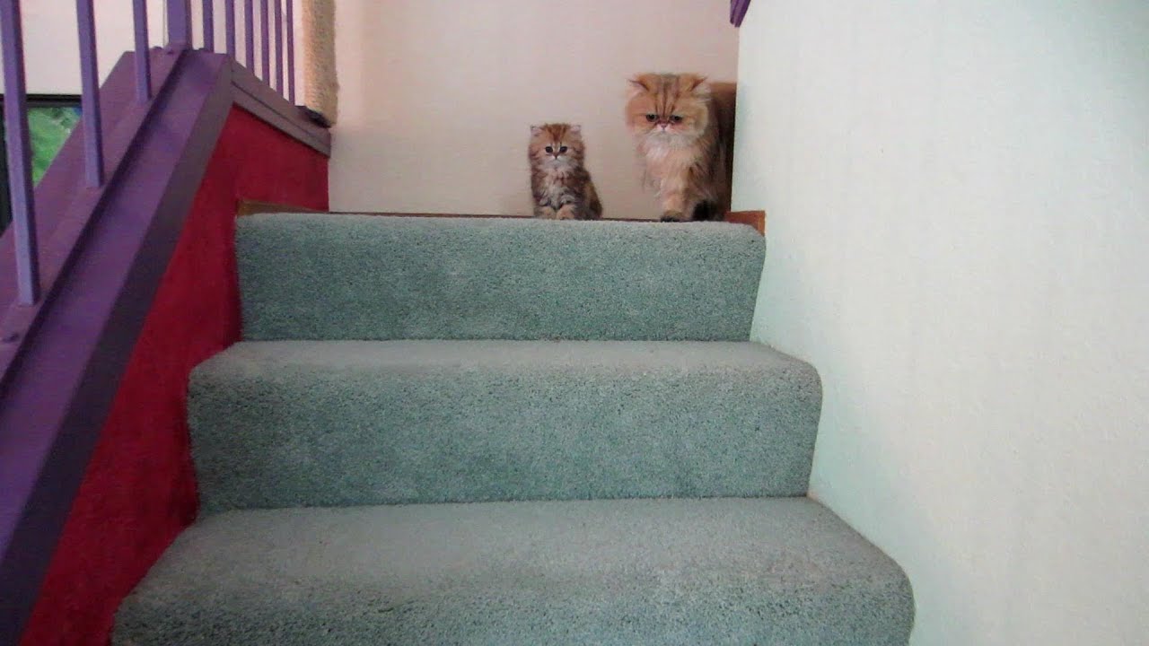 12 08 04 Persian Kitten rampage - the K litter