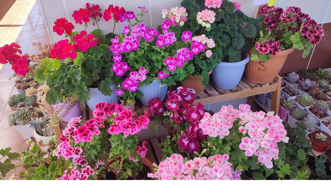 Sardunyaların şov zamanı 🌸 Canan sardunyalarım 🌸 Özel tür sardunyalarım 🌸