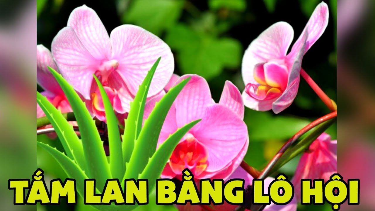 Tắm Lan Bằng L&ocirc; Hội / Hoa Lan 4U