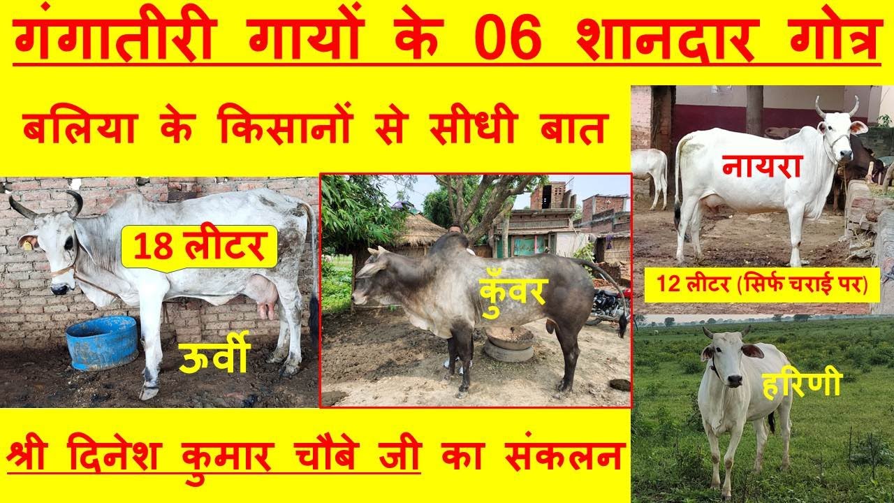 18 लीटर वाली गंगातीरी गाय || बलिया (ऊ॰प्र॰) के किसानों से सीधी बात || 06 Bloodline || Gangatiri Cow