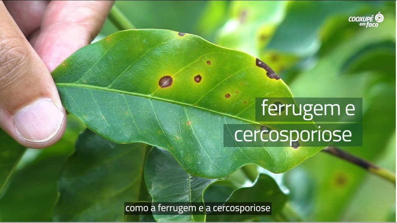 Cooxupé em Foco - Ferrugem e Cercosporiose