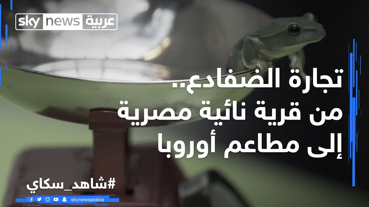 تجارة الضفادع.. من قرية مصرية نائية إلى أفخر المطاعم الأوروبية  