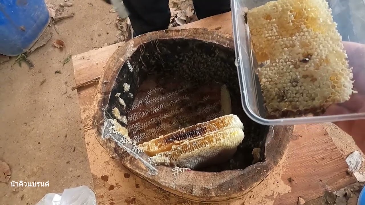 ผึ้งป่าผึ้งดินผึ้งโพรง Honey Hunt Season🐝์Numkiwbard คนหาผึ้งดิน BeeHoney Hunt 2026