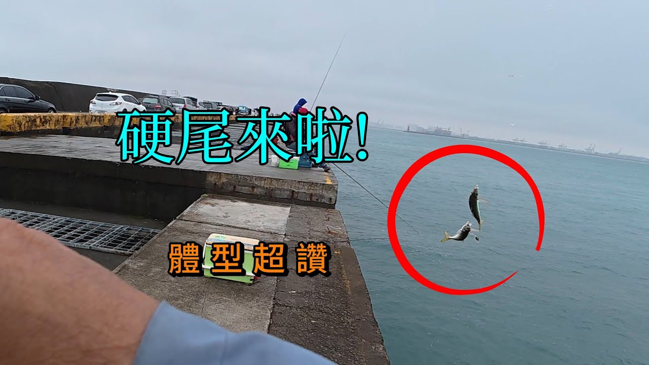 冷冷的天硬尾竟然開咬了....罕見大物上鉤讓我大開眼界啊 #南投小江 #釣魚 #Fishing #Mancing #釣り