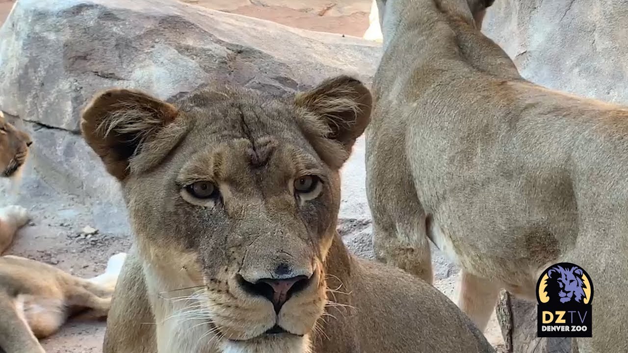 DZTV: Wild About Lions