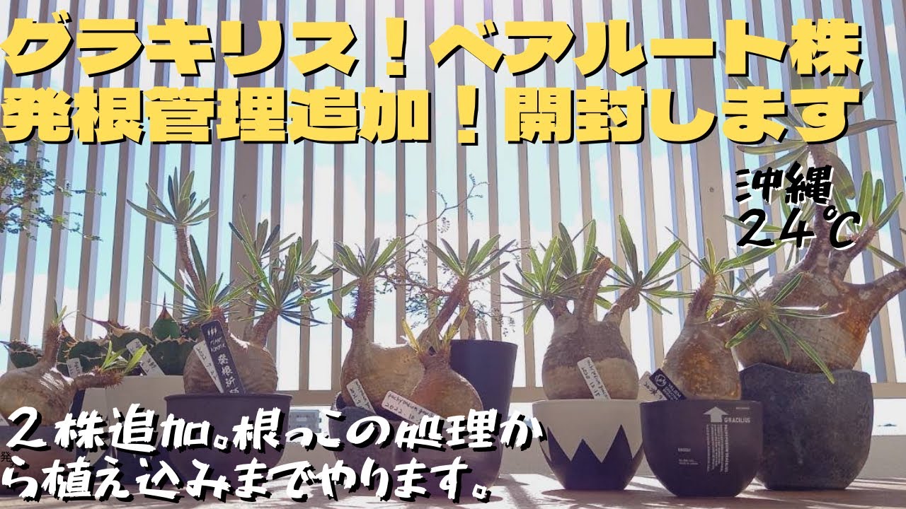 【塊根植物】グラキリスベアルート株。追加開封します。