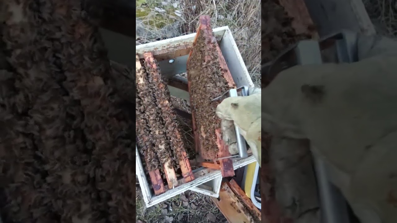ГИБЕЛЬ И ДВА ЭТАЖА ПЧЁЛ 20.03.26.