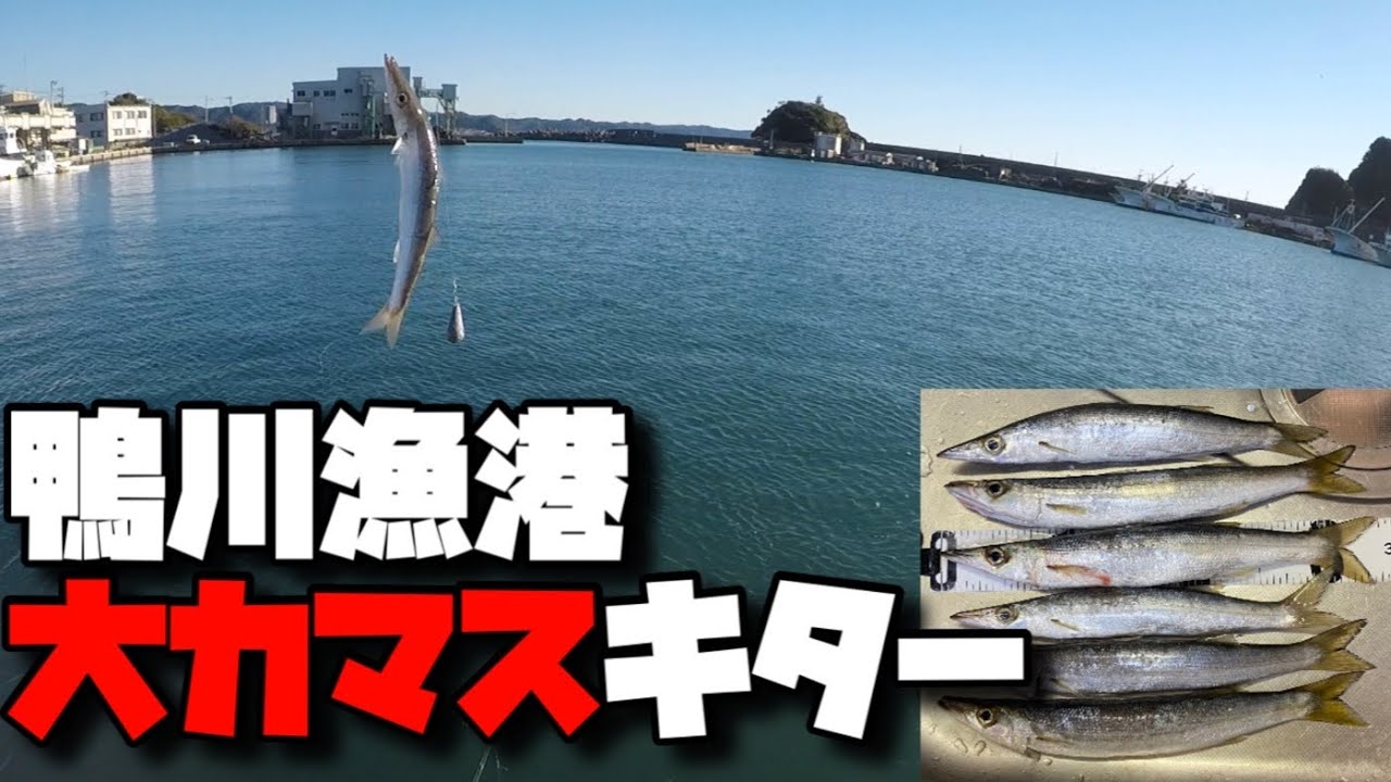※2024.1.31鴨川漁港内でのルアーを含む投げ釣りが禁止になりました。千葉県鴨川釣行。一ヵ月の釣査の結果、ついに最強のカマス仕掛けを伝授される！