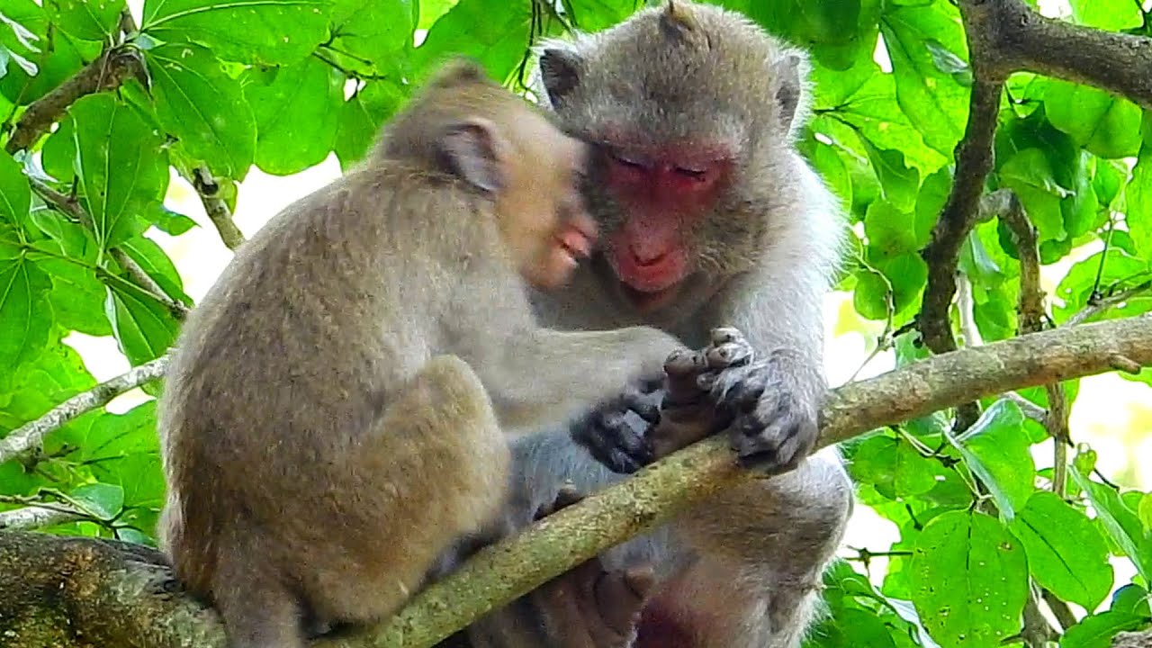 Good job.. Jane monkey f@iled big baby Jonna s_tole her milk @sked s_wing the head not reaching it.