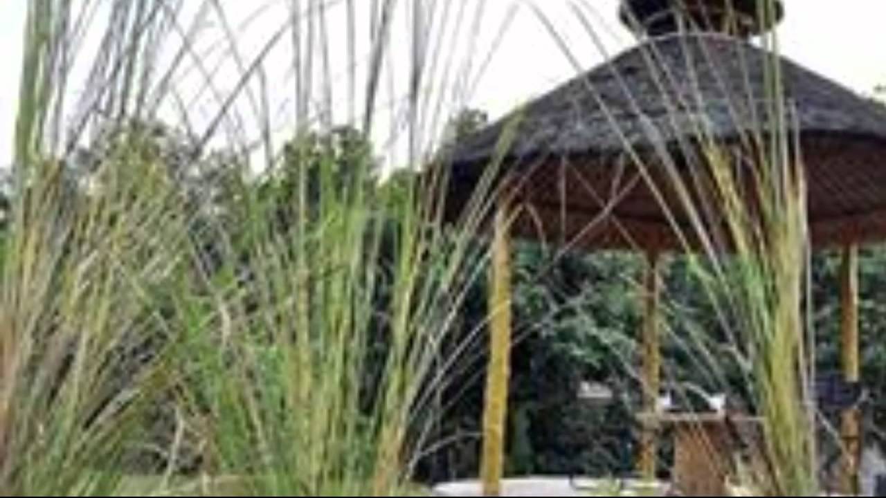 Wild Tusker Lodge