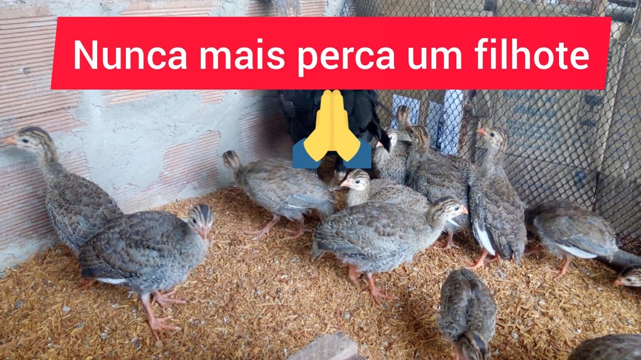 NUNCA MAIS PERCA SEUS GUINÉS - SUPER DICAS PARA CRIAR SEUS FILHOTES DE GALINHAS DA ANGOLA