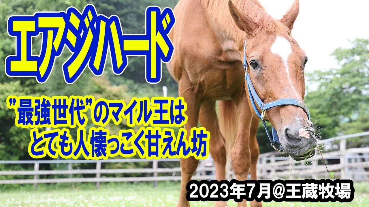 エアジハード 　”最強世代”のマイル王は人懐っこく甘えん坊で、とてもかわいい