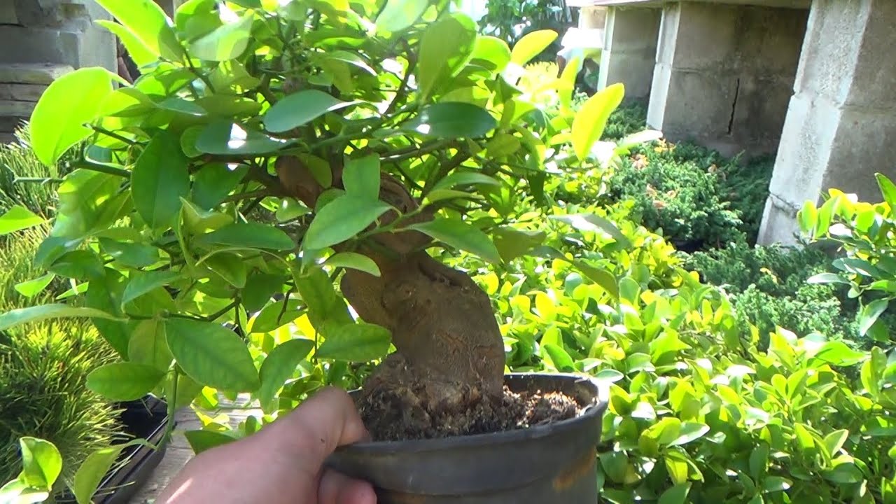 Naranjos bonsai - Impresionantes