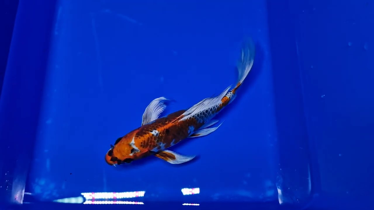 Kujaku Premium Quality Koi Fish