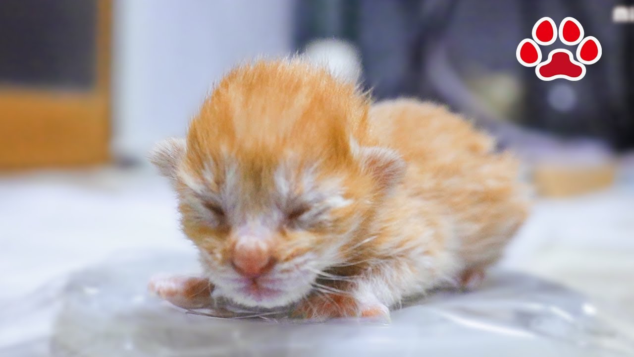 Маленький котенок, который был совсем один и плакал. Он был спасен и попал в кошачью комнату.