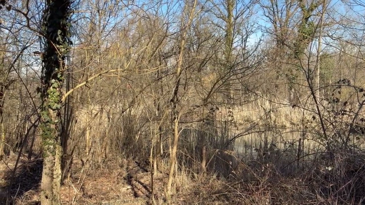 🌲🦉🔈 I SUONI DEL PARCO 🔈🦉🌲