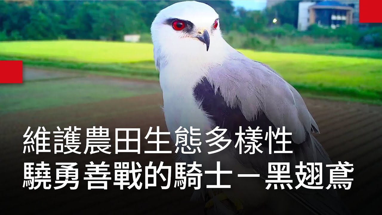 驍勇善戰的騎士－黑翅鳶｜廣編企劃