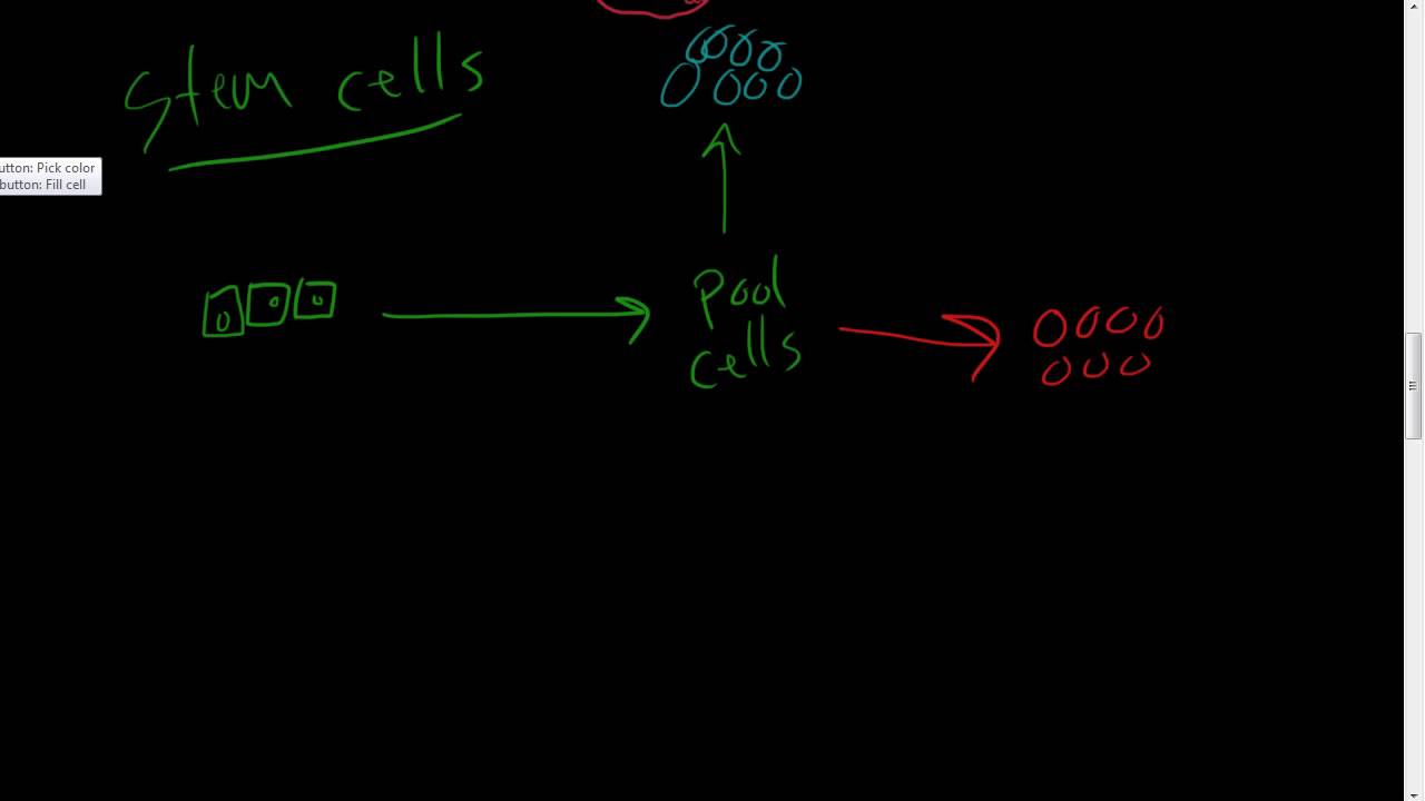 #33 - Tissue regeneration, stem cells, regenerative medicine