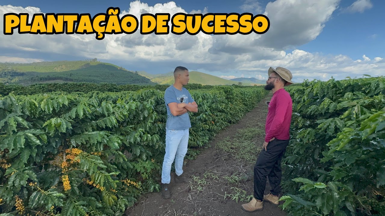 CAFÉ 🌱 QUAL ESPAÇAMENTO IDEAL PARA PLANTAR