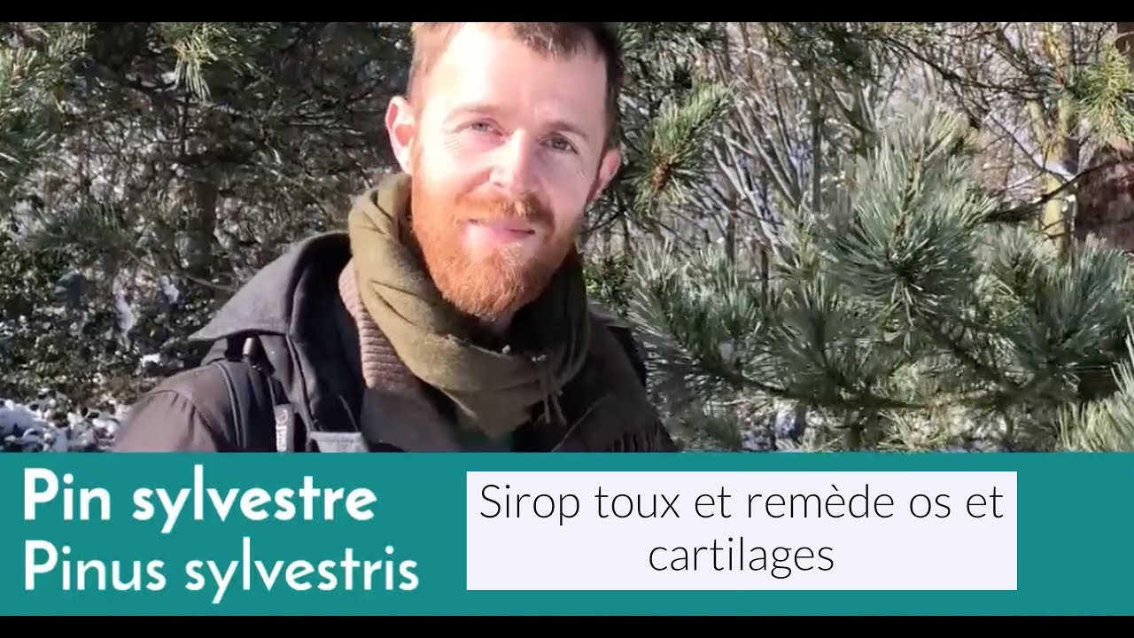 Le pin sylvestre, propriétés médicinales