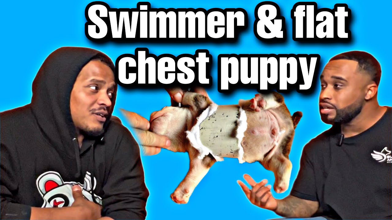 Fix Swimmer syndrome or Flat chest puppy! (pectus excavatum)