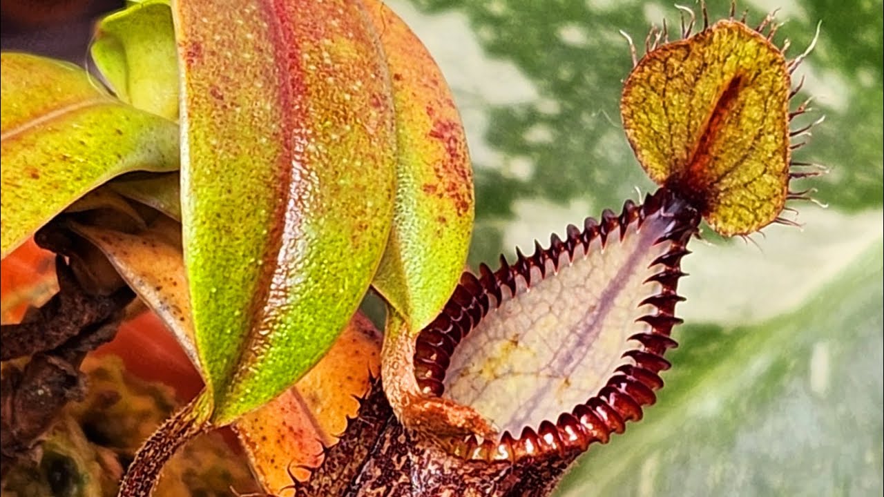 Nepenthes Hamata Lumut x Tambusisi!!! @TheSavageJungle