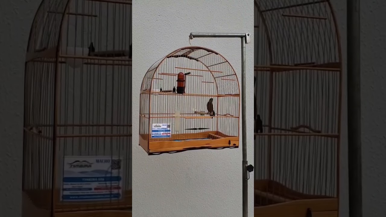 •Curió Pardo Império do Timbira em alta performance #passaros #curiosidades #aves #nordeste