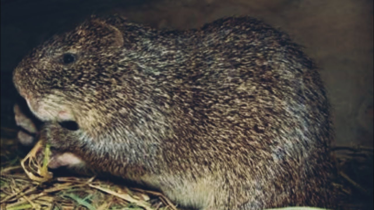 Côte d'ivoire : l'élevage d'aulacode est très rentable !