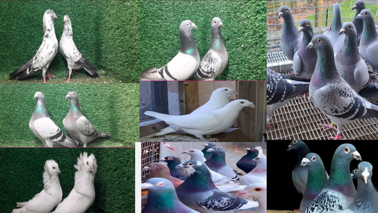 সবজি রেসার মাকছি রেসার সাদা বোম্বাই  #lover #pigeon #01831482800iomwhatsapp 