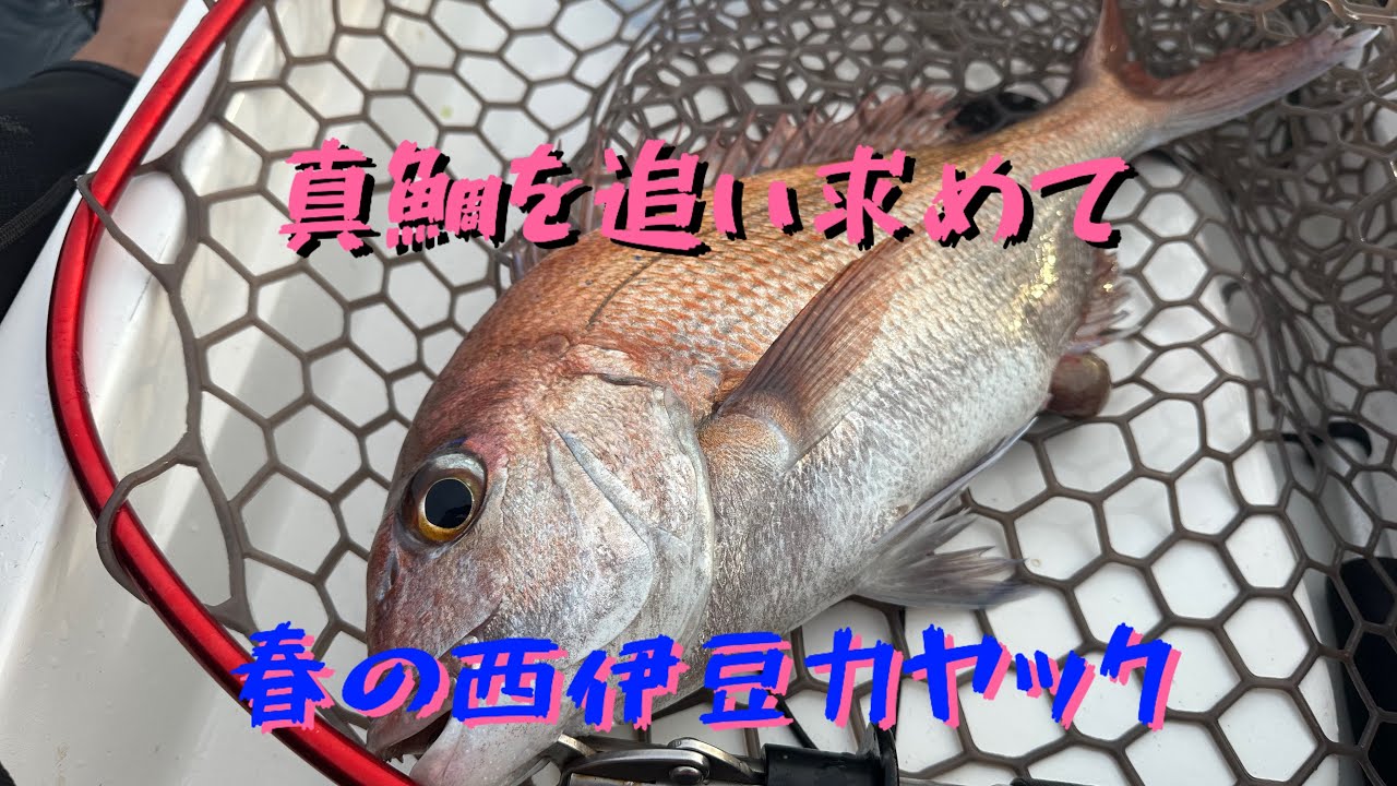 西伊豆で春の乗っ込み真鯛にリベンジするカヤックおじさん
