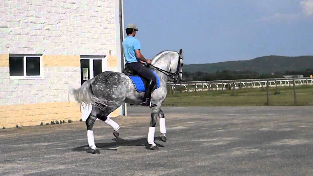 Caballo Esgos PRE de doma clásica Piaffe y Passage