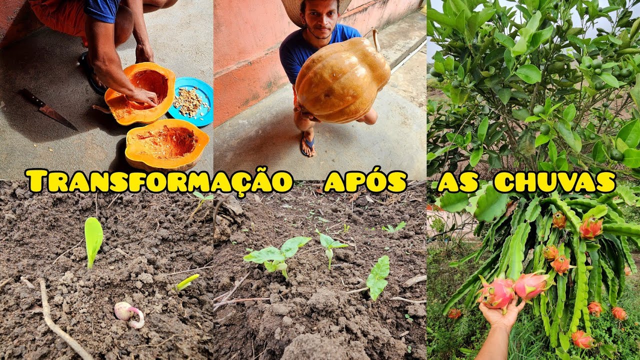 Como está  o sítio e as plantações  depois das chuvas //plantando  sementes  de gerimum 