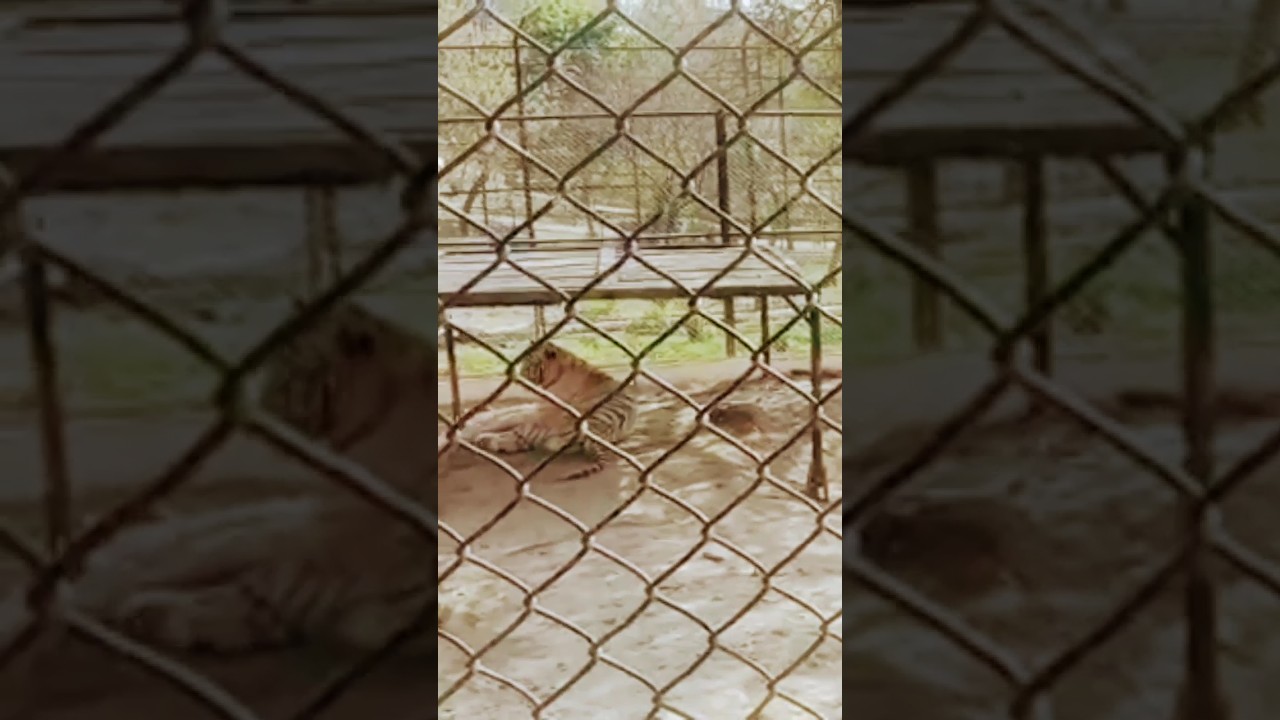 tiger 🐅 in the zoo #viralvideo #youtubeshorts #worldplaces #tiger