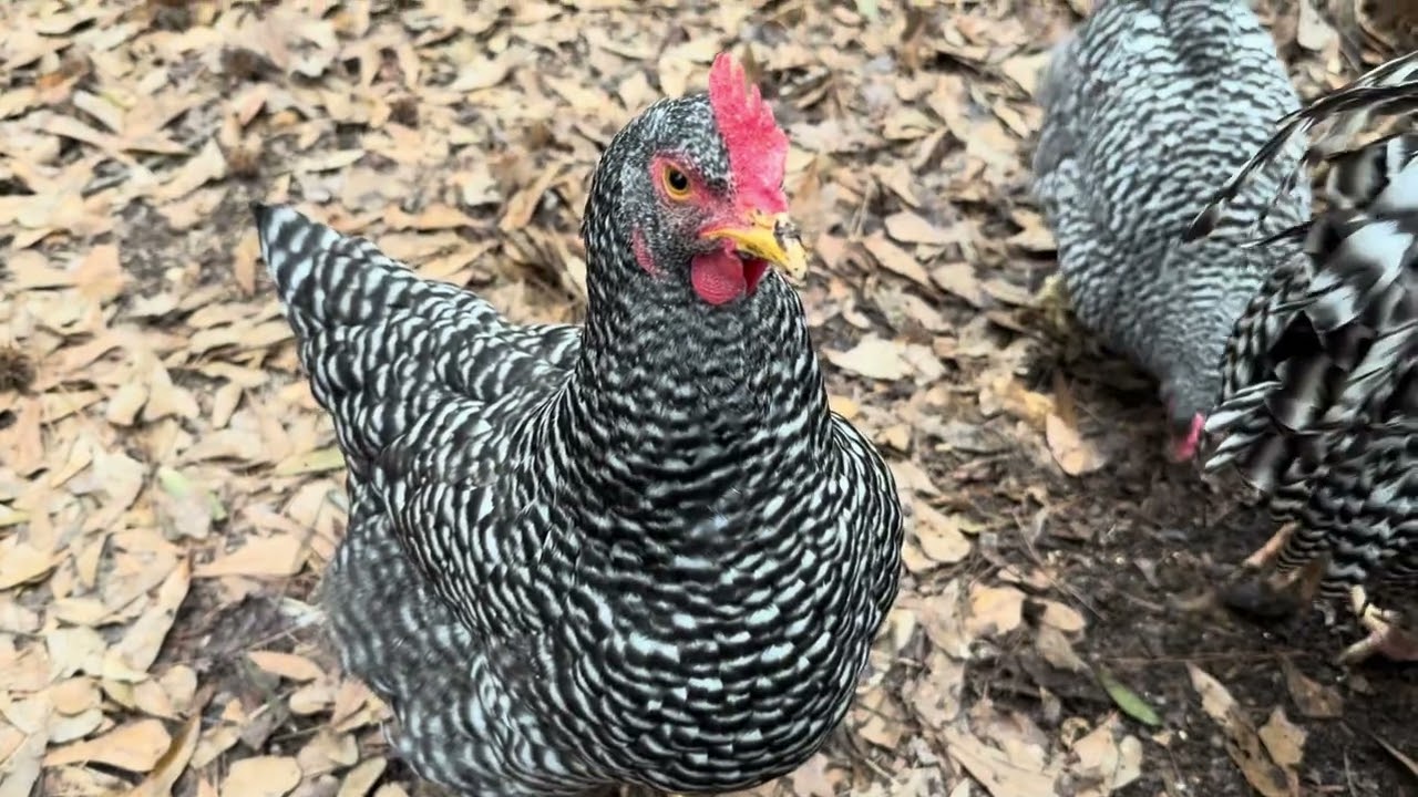 Barred rock chickens snacking