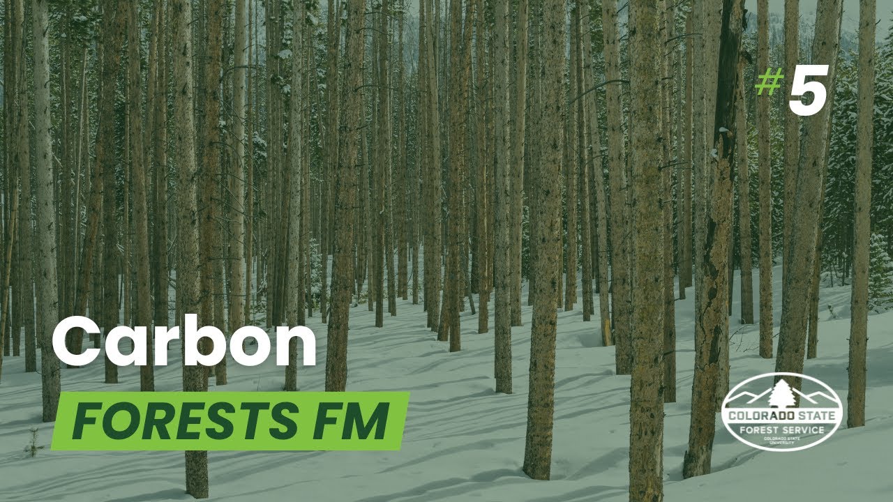 Carbon - Forests FM