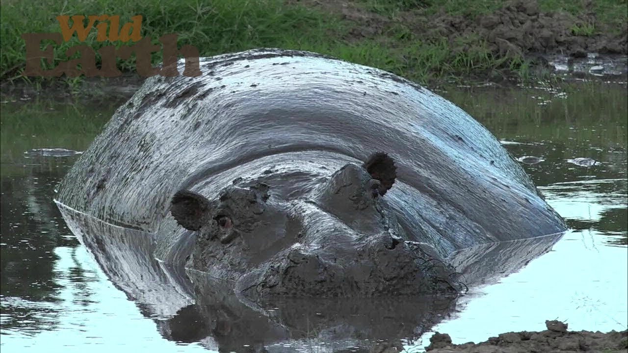 The River Horse