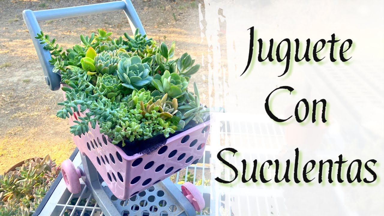 Suculentas en Juguete | Suculentas en Carrito de Supermercado  de Juguete | Reciclando en el Jardin