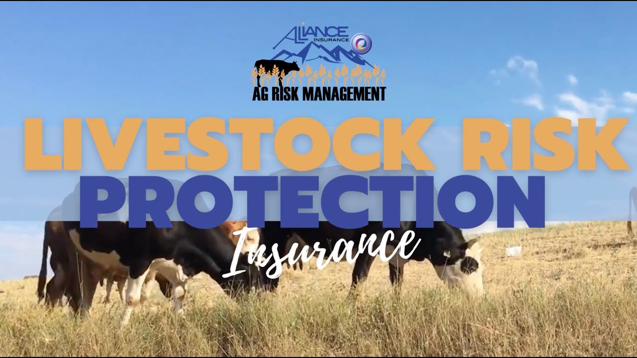Protect Your Livestock Investments with LRP by Ag Risk Management