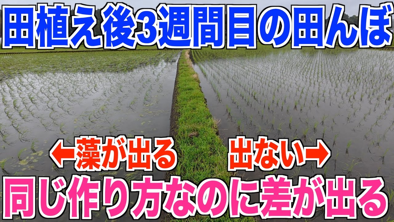 【農業日記】3週間後の田んぼ 藻が生える差は何なのか？渡り入水してるから？ 40代米作り奮闘記#517