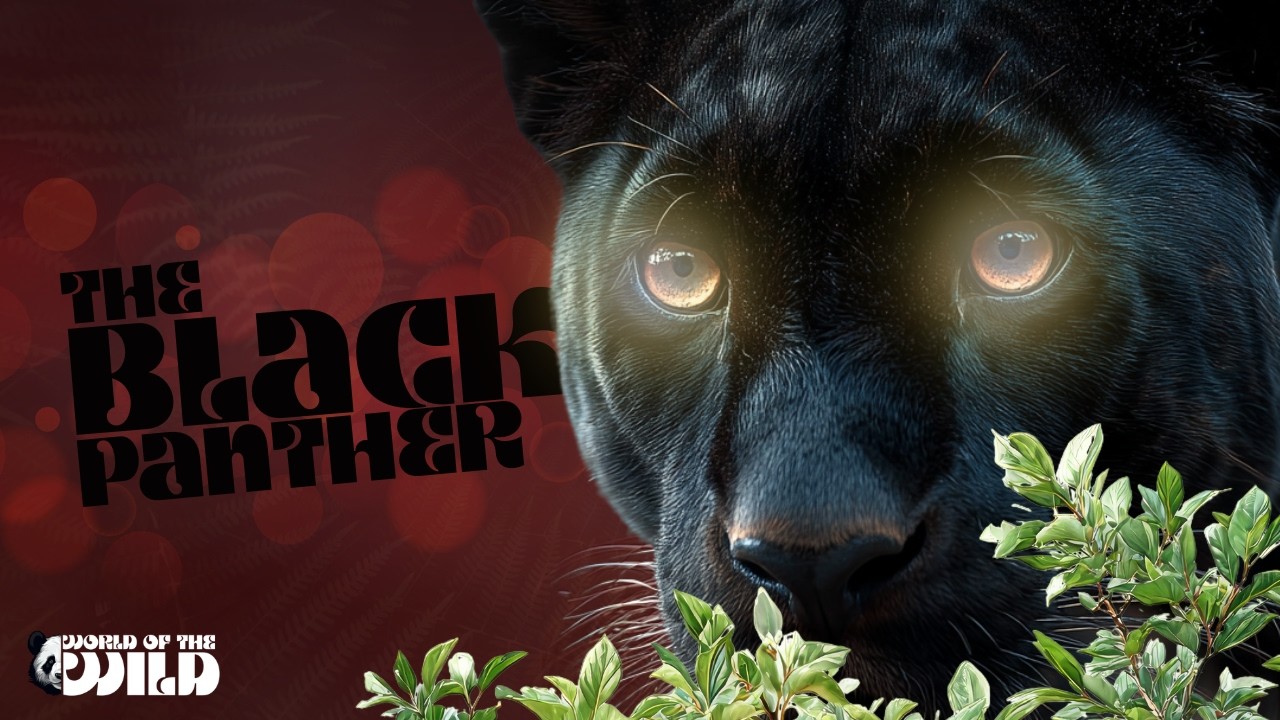 The Secret Life of the Black Panther: Ghost of the Canopy