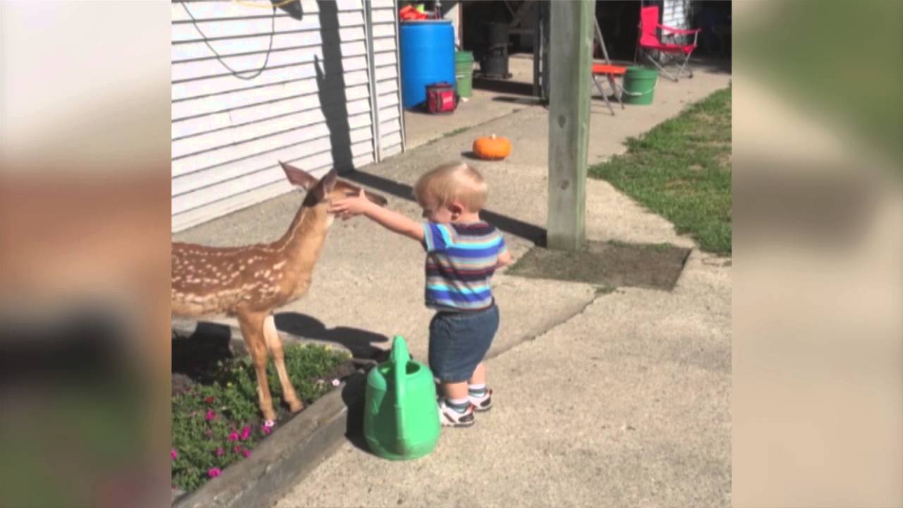 Little Boy Befriends a Baby Deer