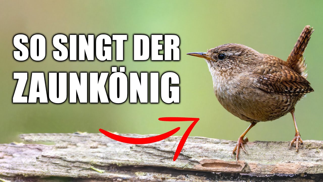 Zaunkönig - Vogelstimmen lernen