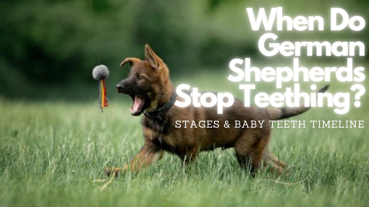 When Do German Shepherds Stop Teething? Stages & Baby Teeth Timeline