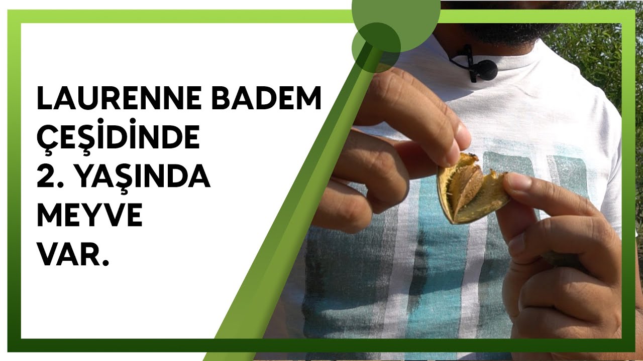 BADEMDE HASAT NASIL BELİRLENİR ?