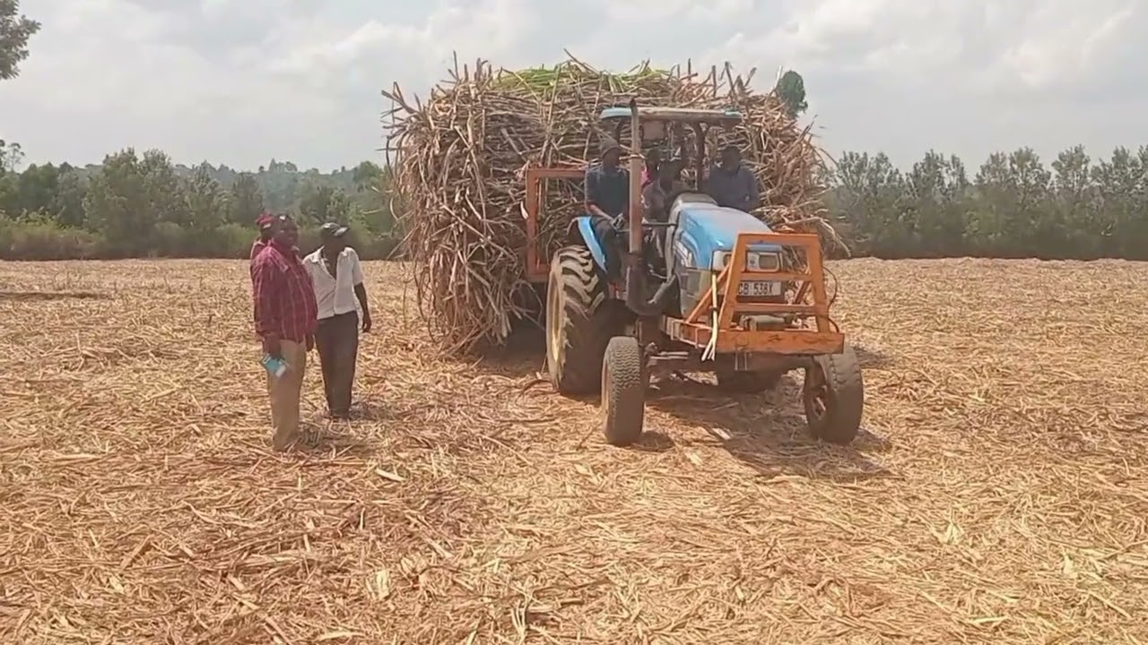 Incoming  director  kenya  board james mutele weindava  harvesting canes