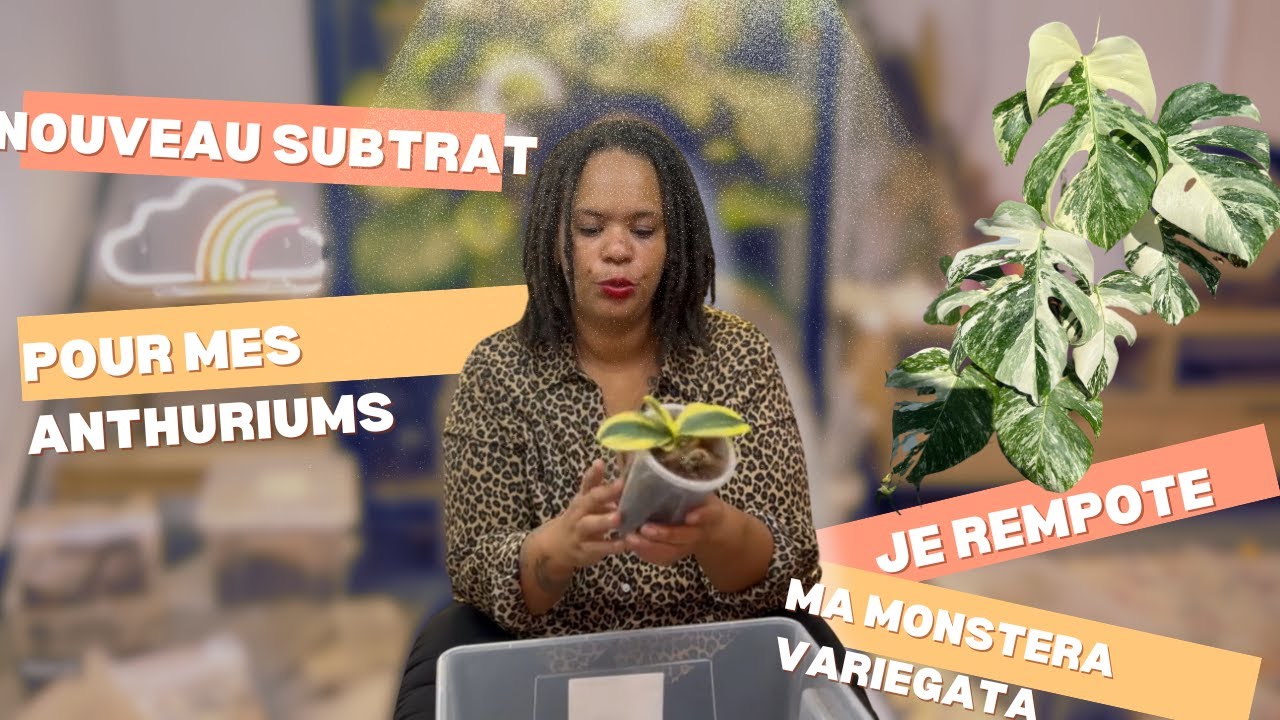 Nouveau Substrat pour Anthurium 🌿🪴 + Rempotage + Haul Sybotanica